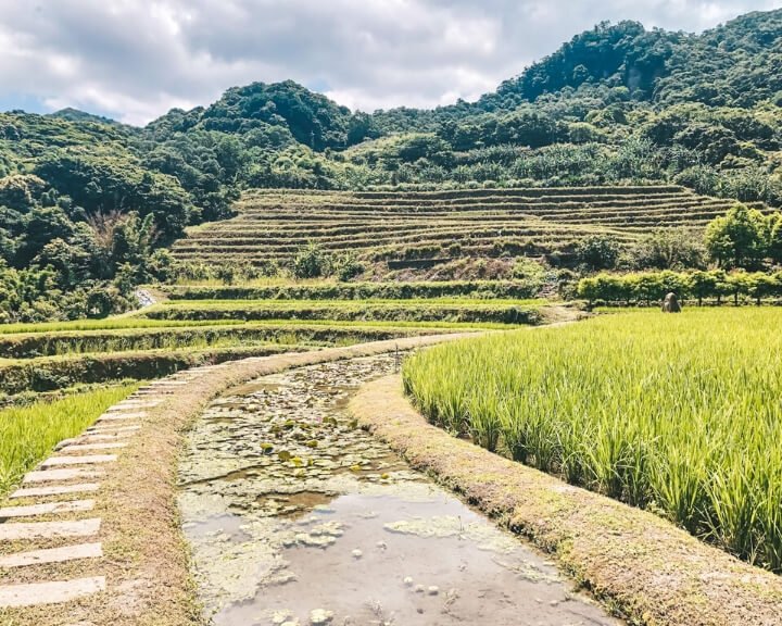 Shimen Rice Terrace is a real hidden gem and a must on any north coast Taiwan day trip from Taipei. 