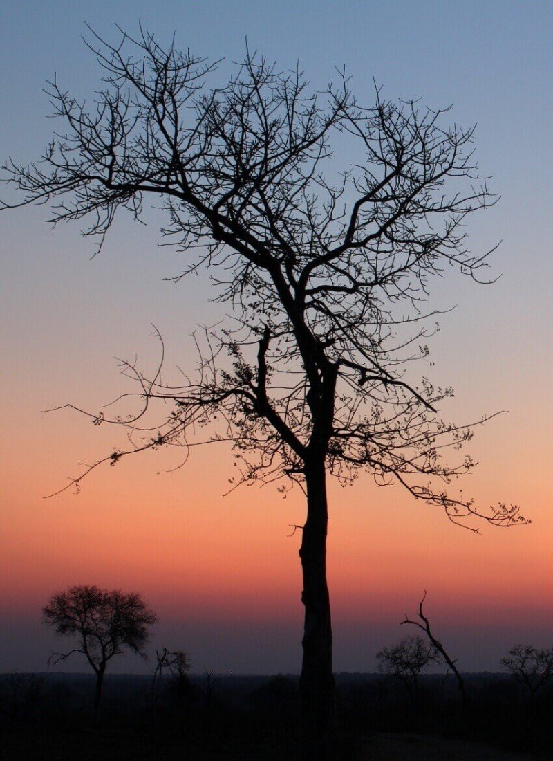 South Africa bush sunset