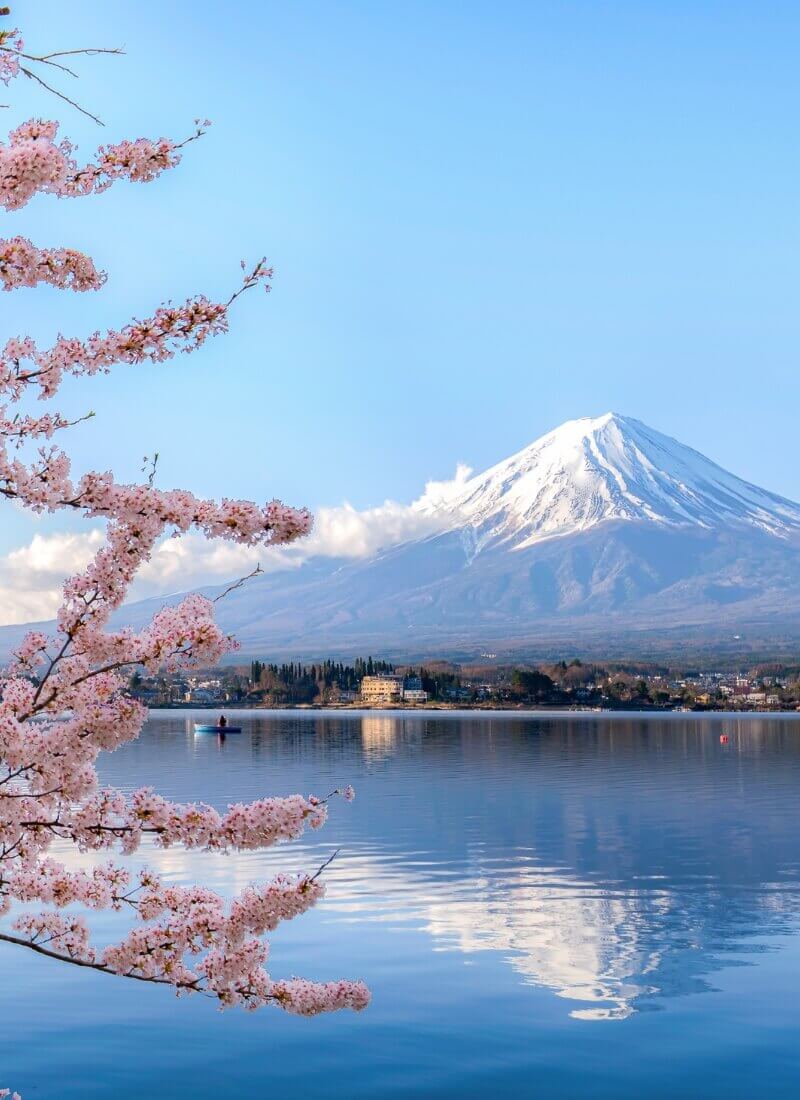 Mount Fuji Japan cherry blossoms