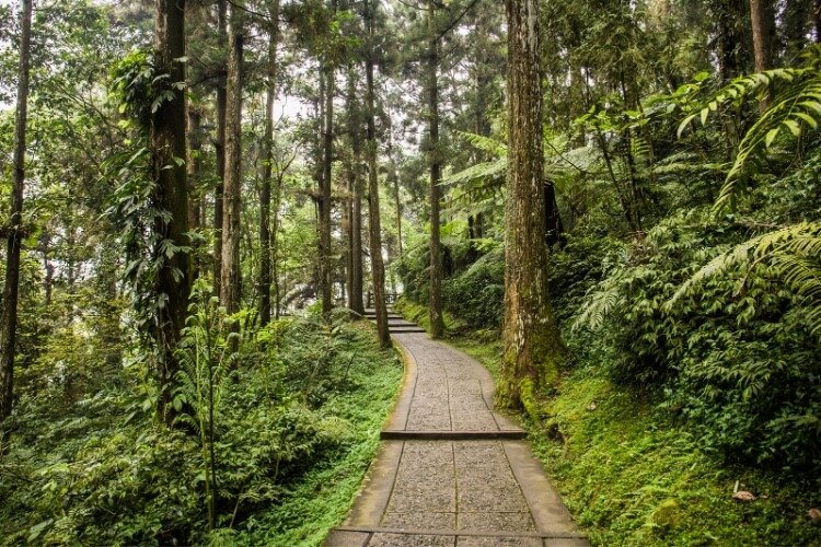 xitou forest trails is a fun day trip from taichung