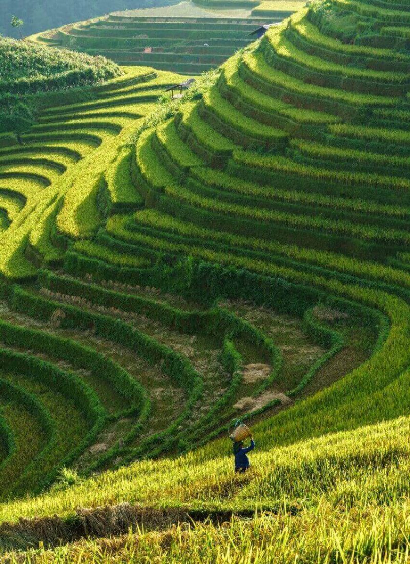 vietnam rice terraces