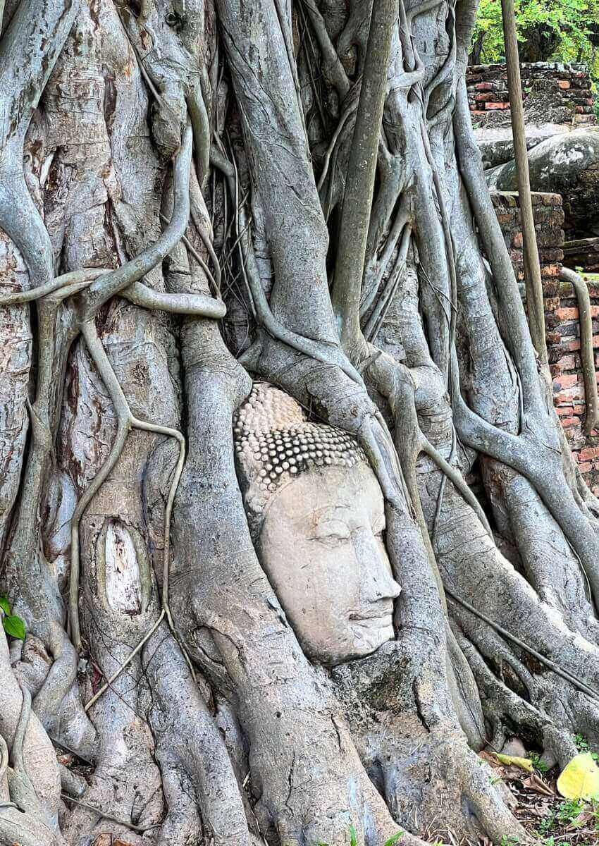 buddha trapped in tree wat mahathat